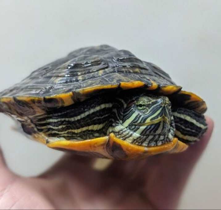 Photo of Squirtle