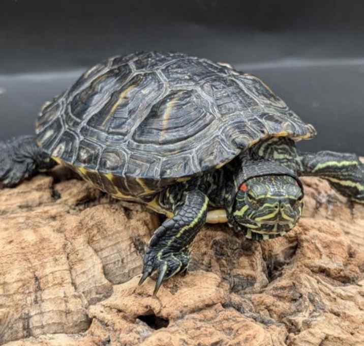 Photo of Tortu