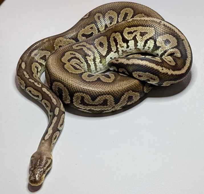 Photo of Trevor