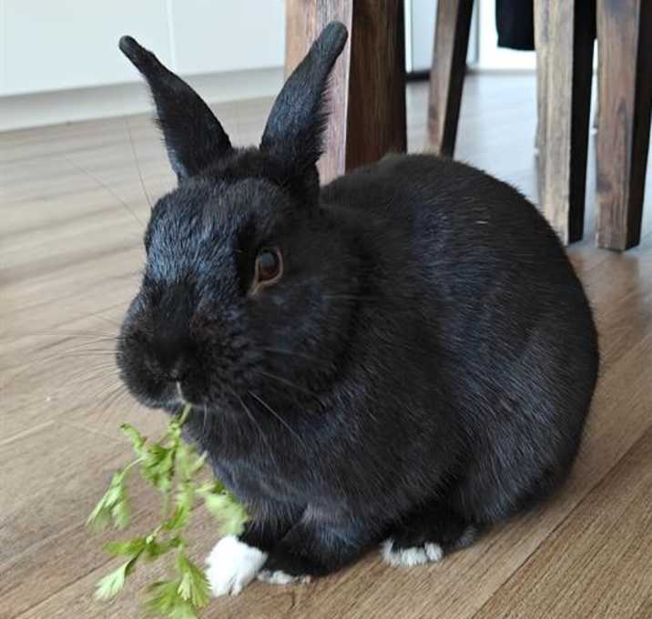 Photo of ARLO
