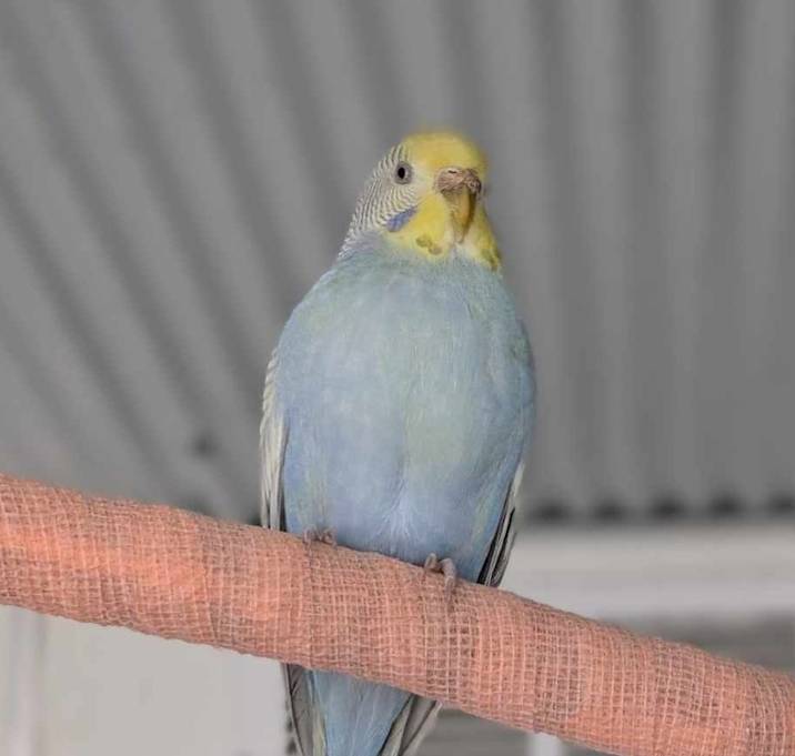 Photo of Cosmo