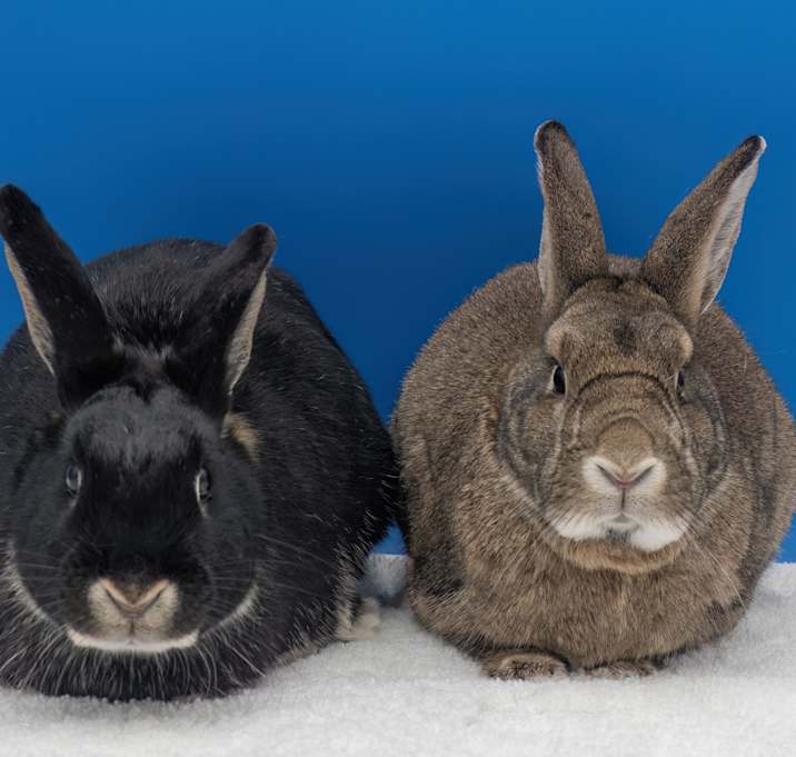 Photo of Eustace (& Jill) - bonded pair