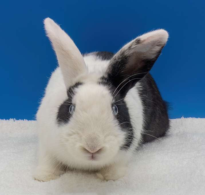 Photo of Bessie