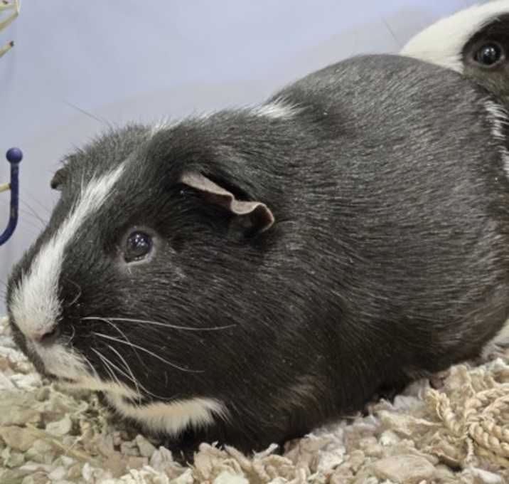 Photo of Reggie