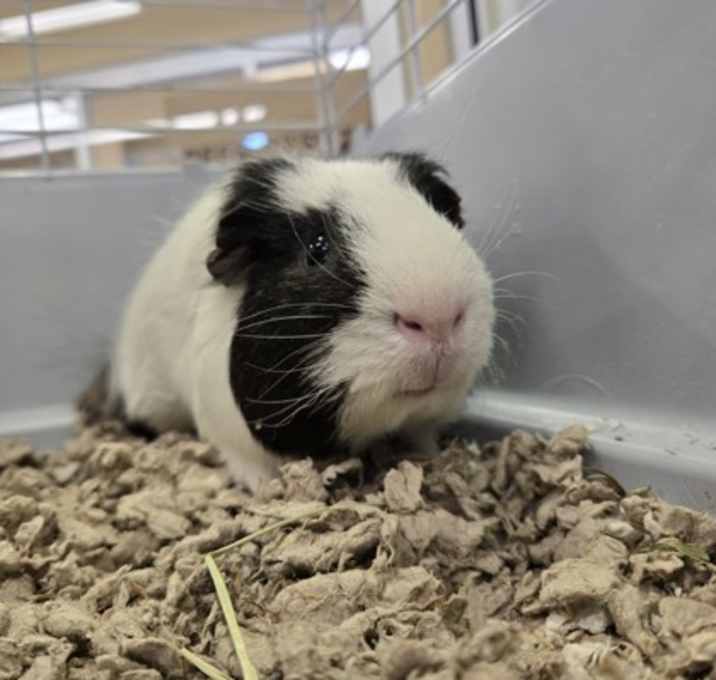 Photo of Rocky