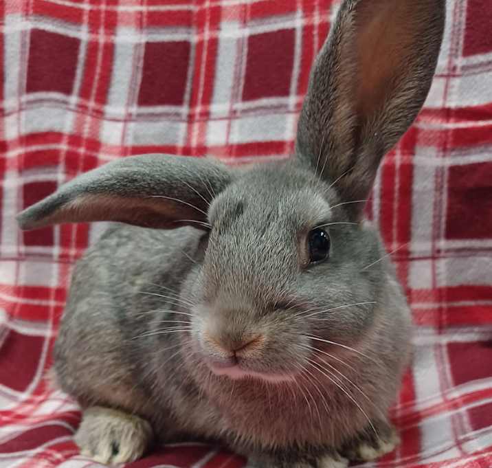 Photo of Finn