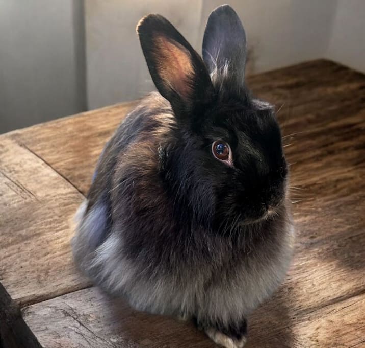 Photo of Jackie Brown(bonded to Mojave)