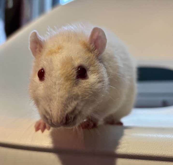 Photo of Copper