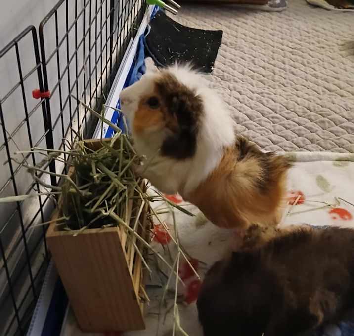 Photo of Strawberry