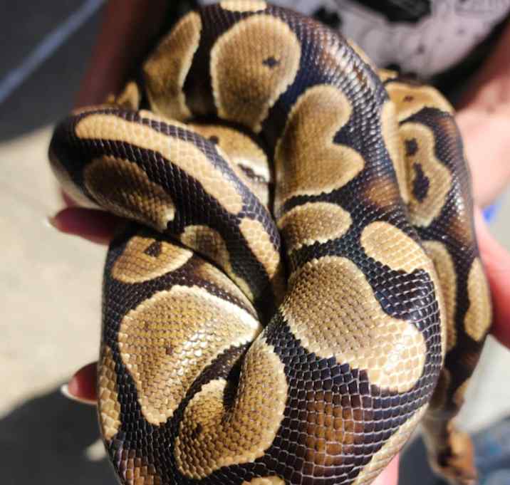 Photo of Boo aka Baby Boo