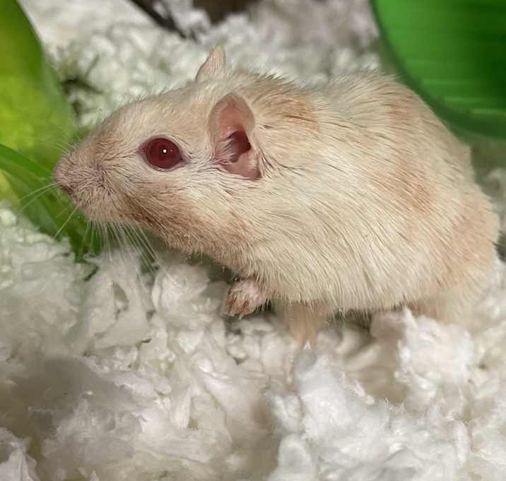 Photo of Peep and Poppy