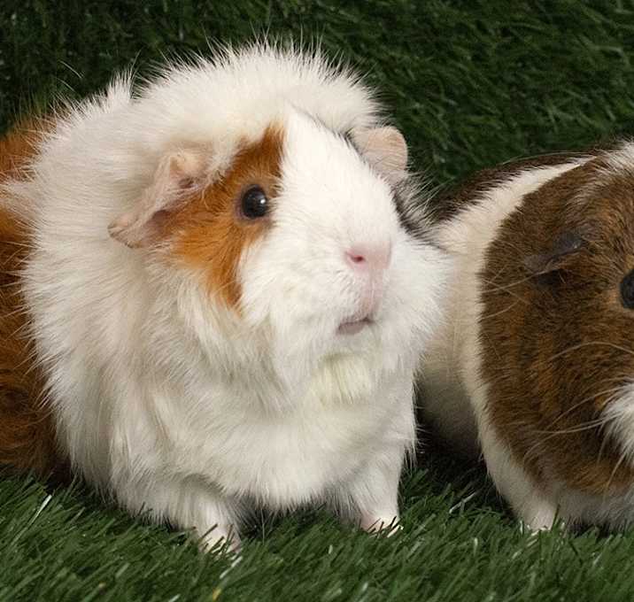 Photo of Popcorn and Nugget