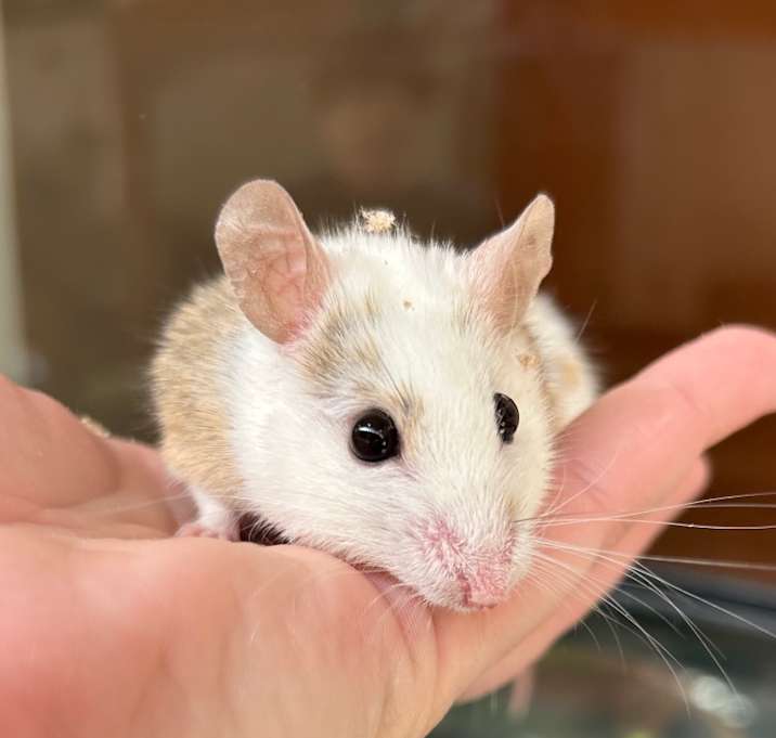 Photo of Stow Away the African Soft Fur Rat