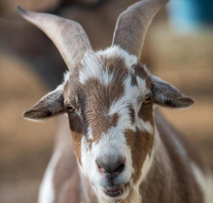 Photo of Rusty