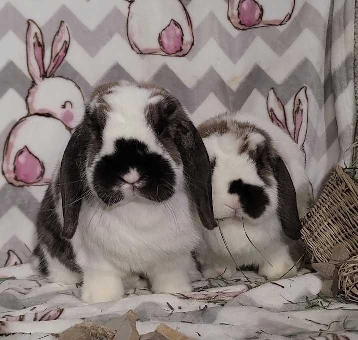 Photo of Meredith and Gordy