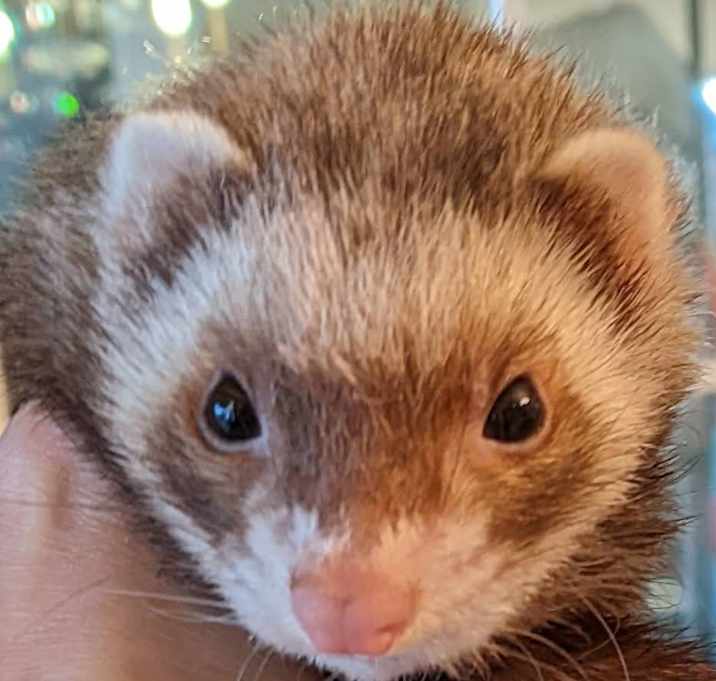 Photo of Pixie