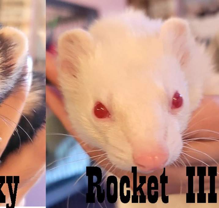 Photo of Roxy, Rocket III