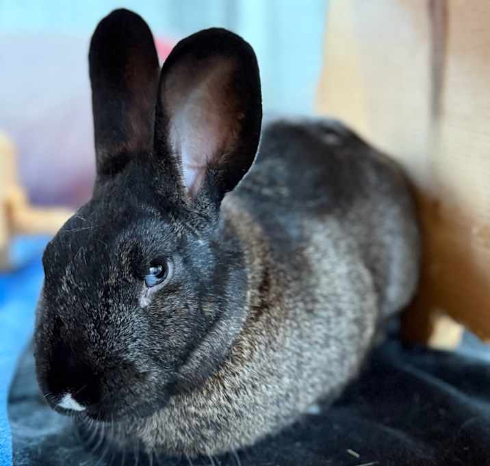 Photo of Steph Furry