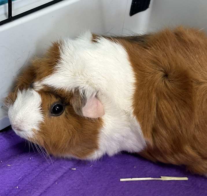 Photo of Giblet