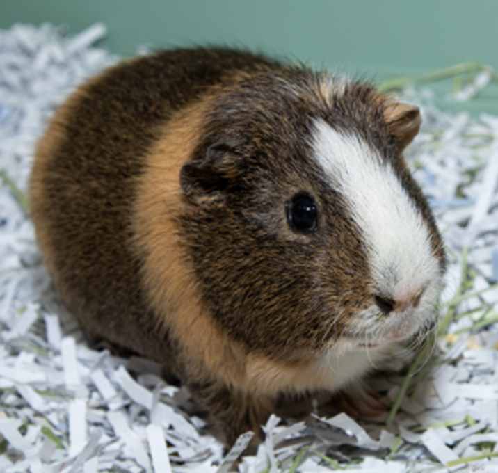 Photo of Sonic