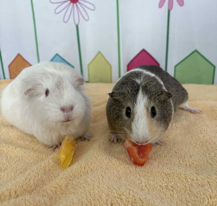 Photo of Lucy & Lambchop