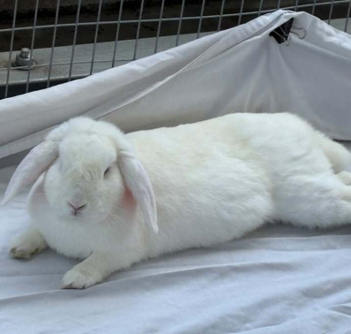 Photo of CUPID