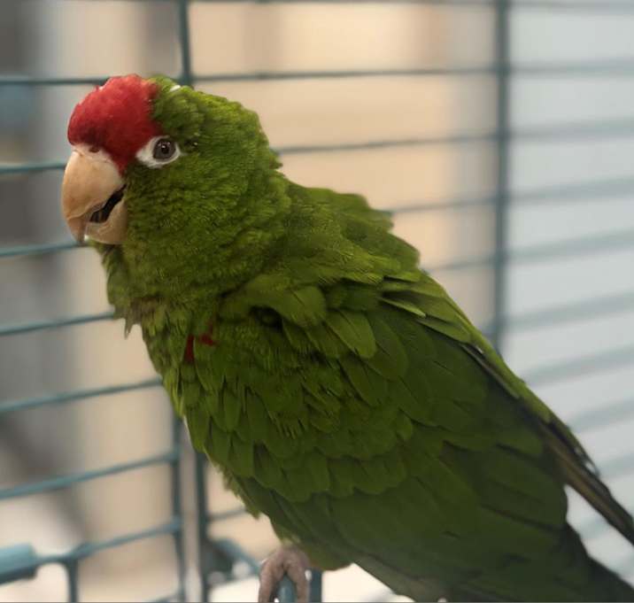 Photo of Verdes