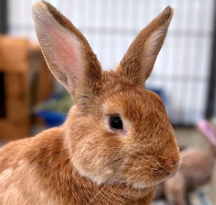 Photo of Notorious B.U.N.