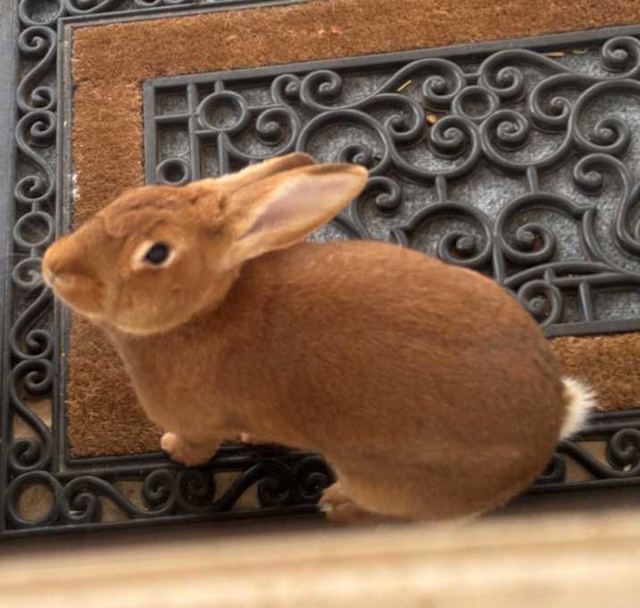 Photo of Penny