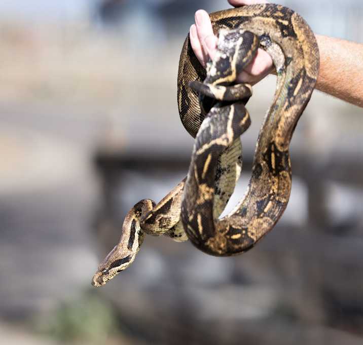 Photo of Brutus