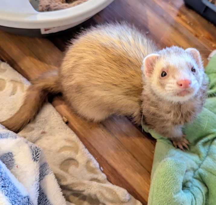 Photo of Bailey