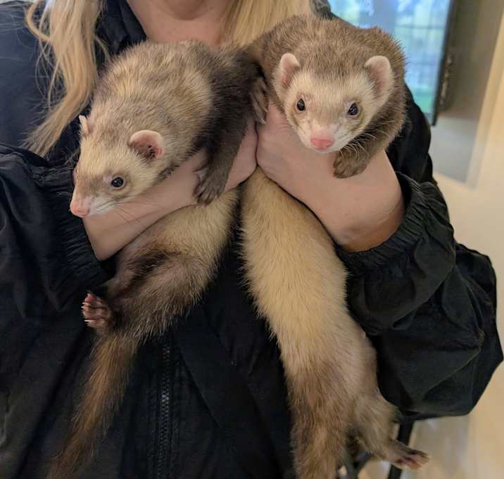 Photo of Teddy Bear and Peanut Butter