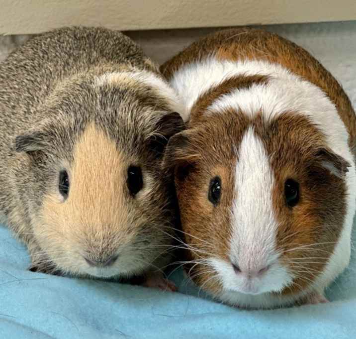 Photo of Ginger & Josue