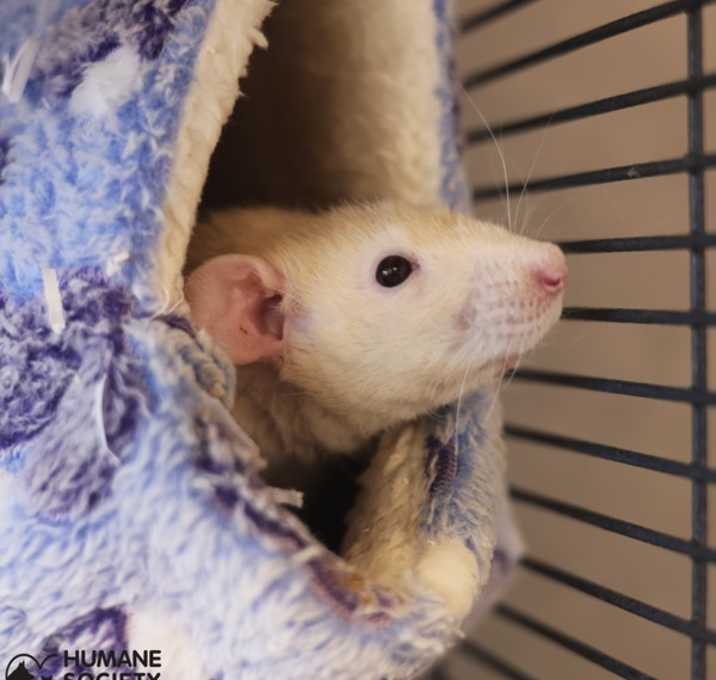 Photo of CHEERIO