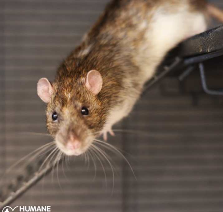 Photo of RATIGAN