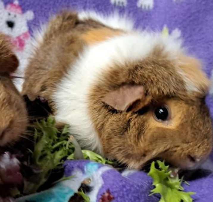 Photo of Brownie