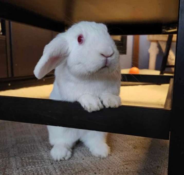 Photo of Ruby