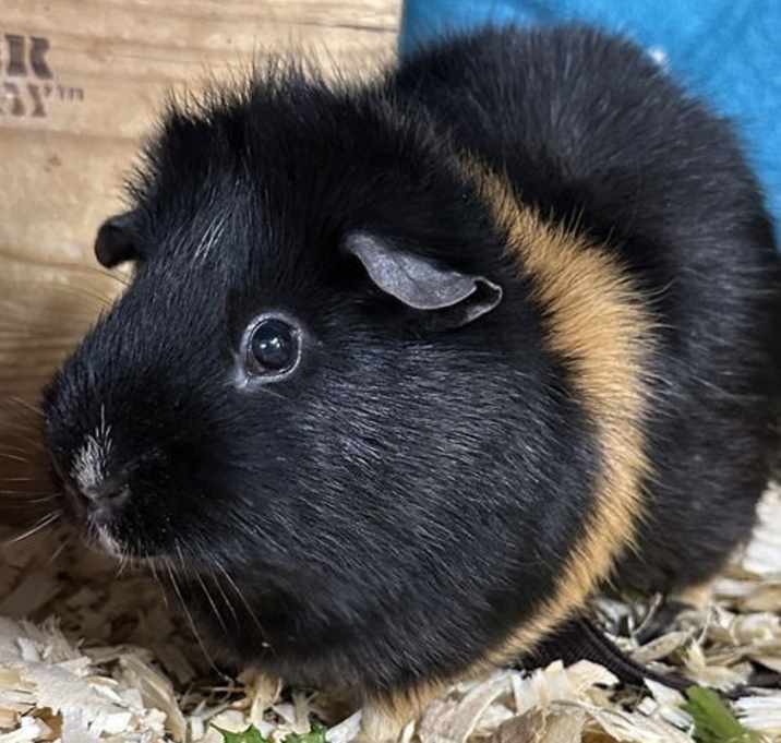 Photo of Truffle