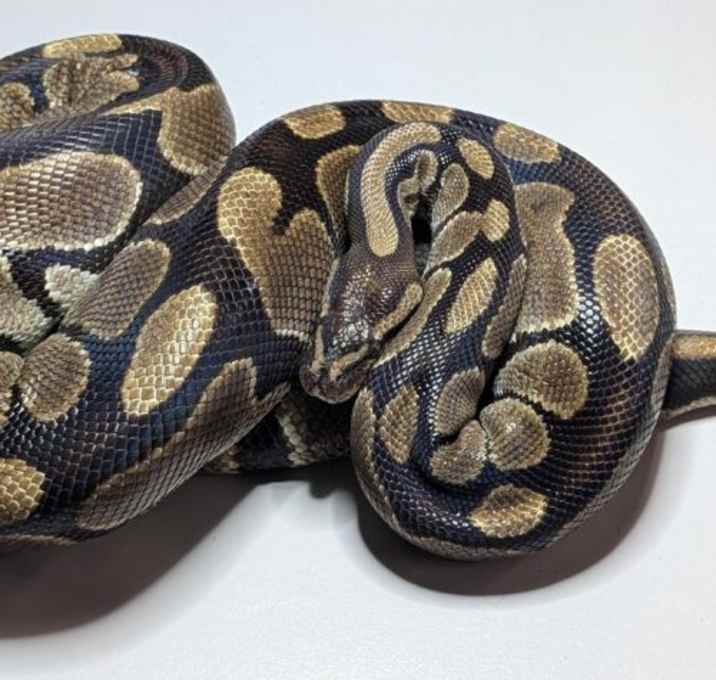 Photo of Nella