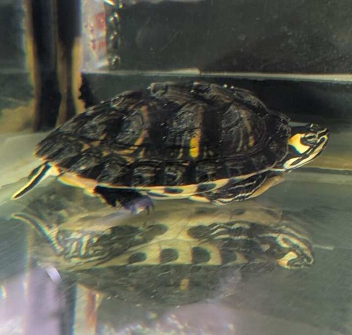 Photo of Squirt