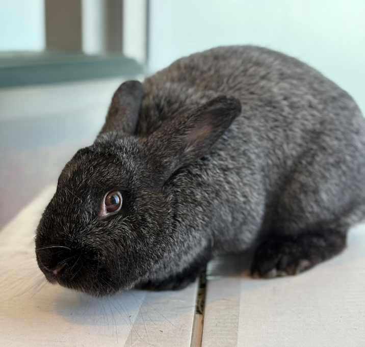 Photo of Thumpelina