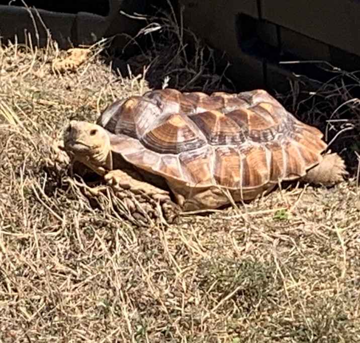Photo of Torti