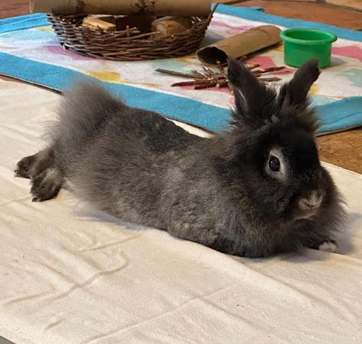 Photo of Fuzzy Bear