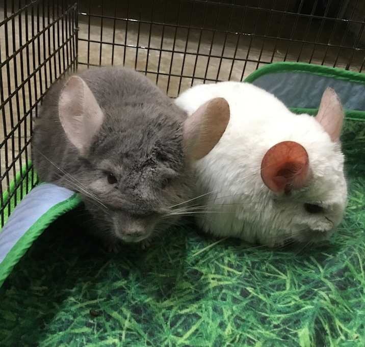 Photo of Chin-Z