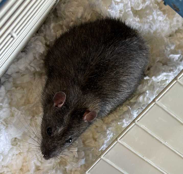 Photo of Willard