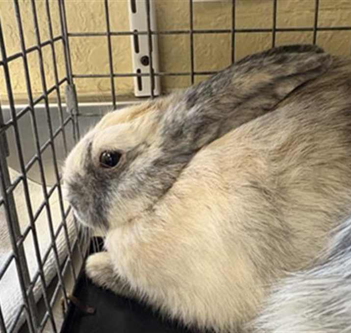 Photo of SAMPSON