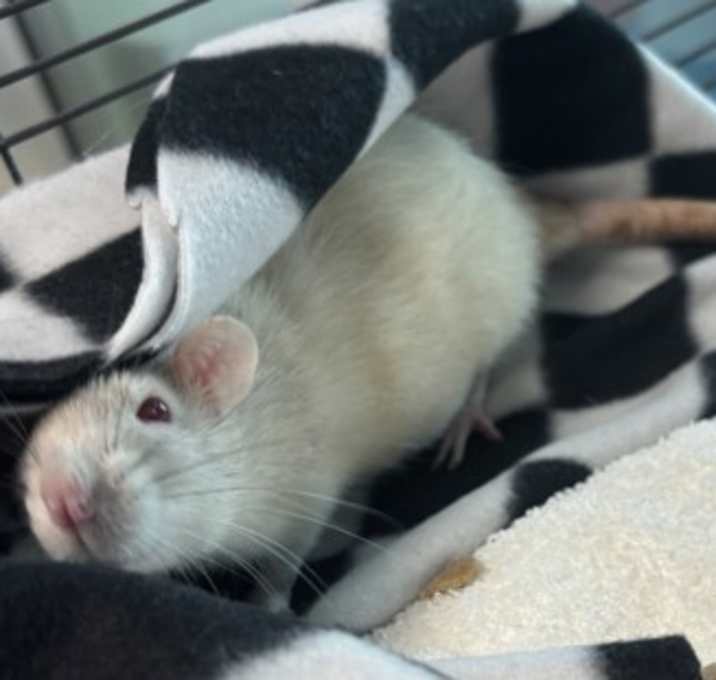 Photo of Pepper (trio To Nibbles & Lucy)