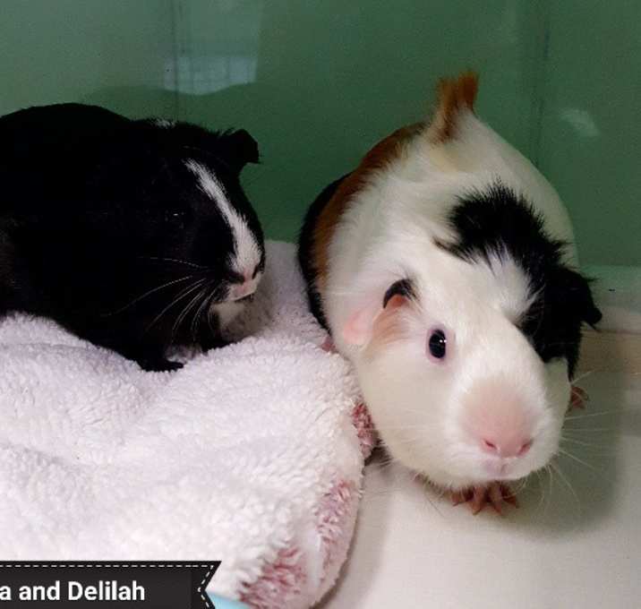 Photo of Aurora and Delilah