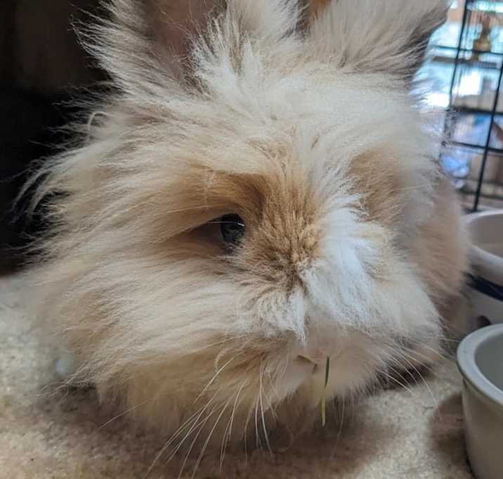 Photo of Pinot (Bonded to Noir)
