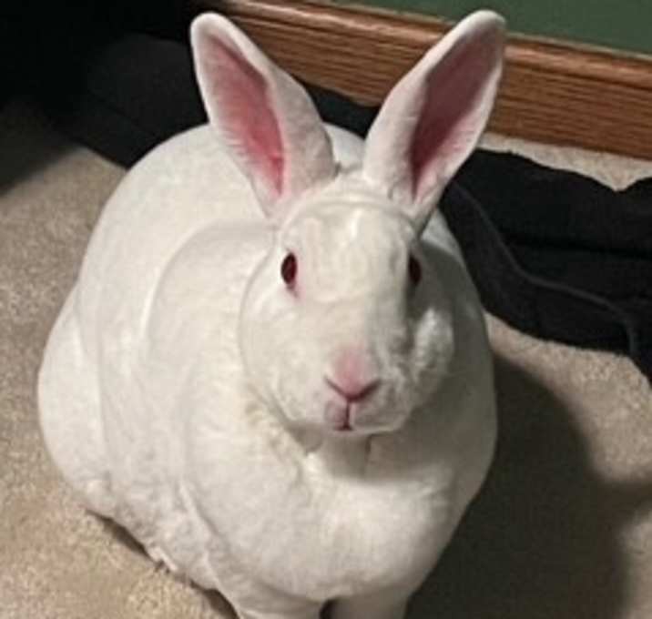 Photo of Maxwell